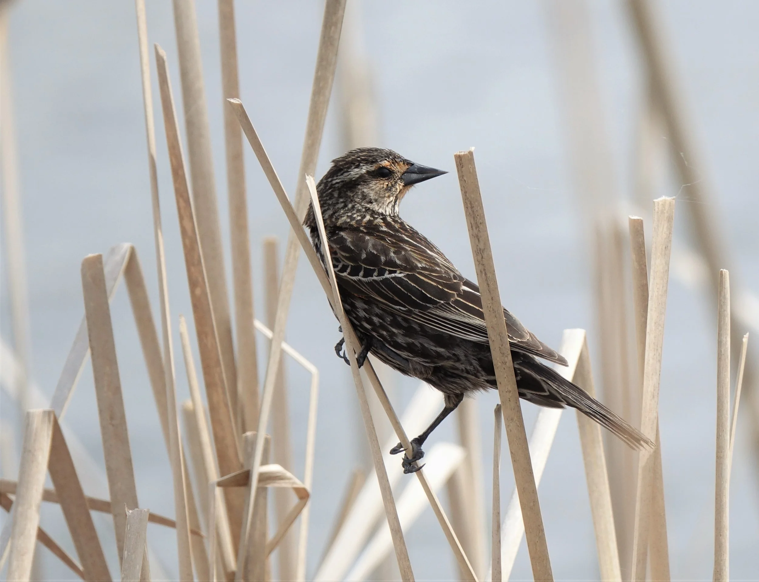 Bird in the Reeds