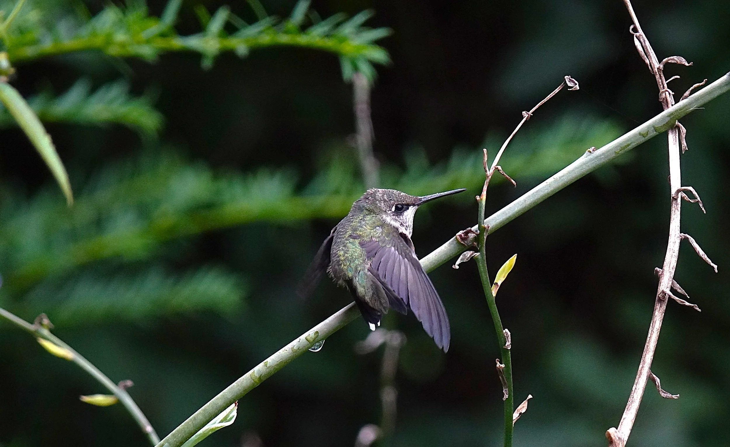 Sitting Hummingbird