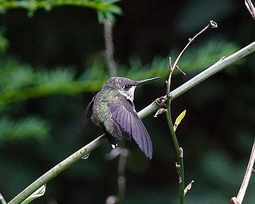 SS-bird.jpg