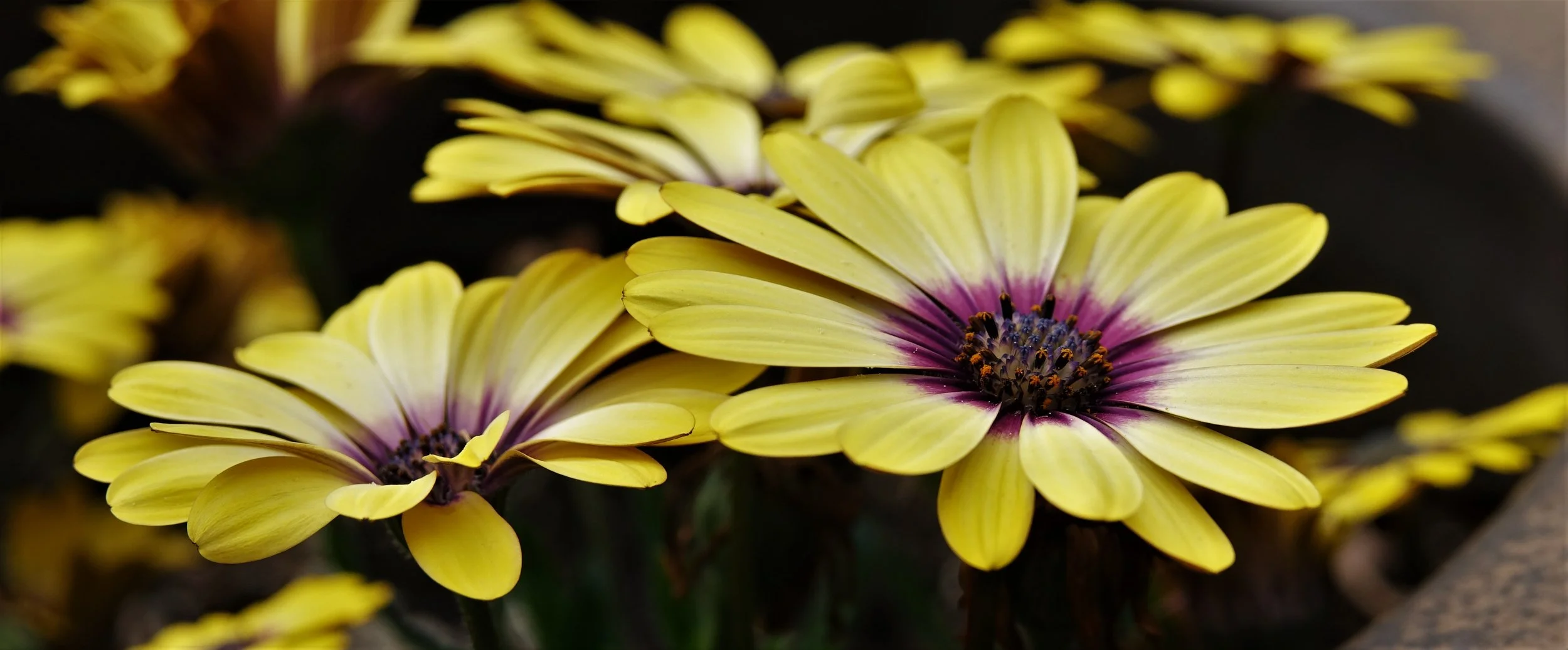 Yellow Flowers