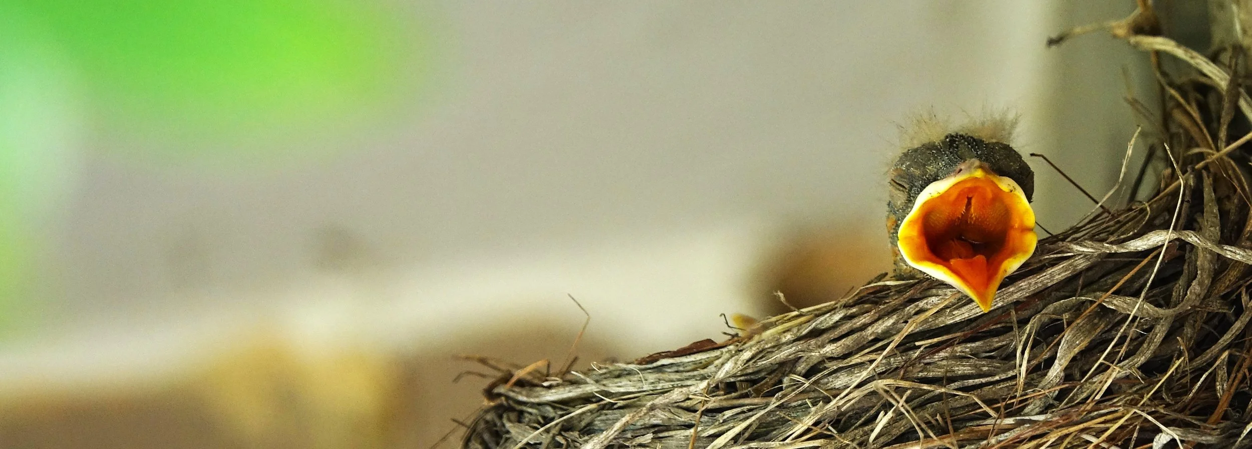 Little Bird