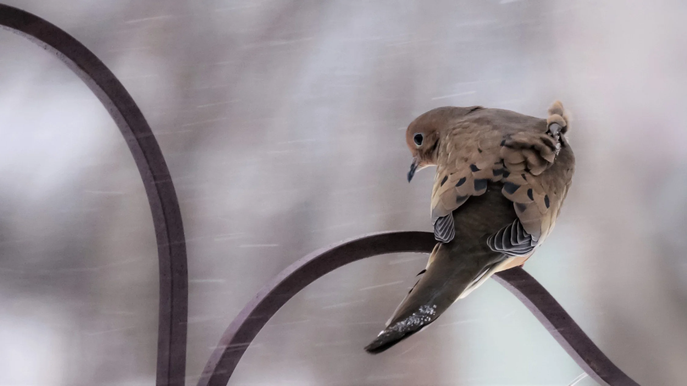 Mourning Dove in Winter Storm