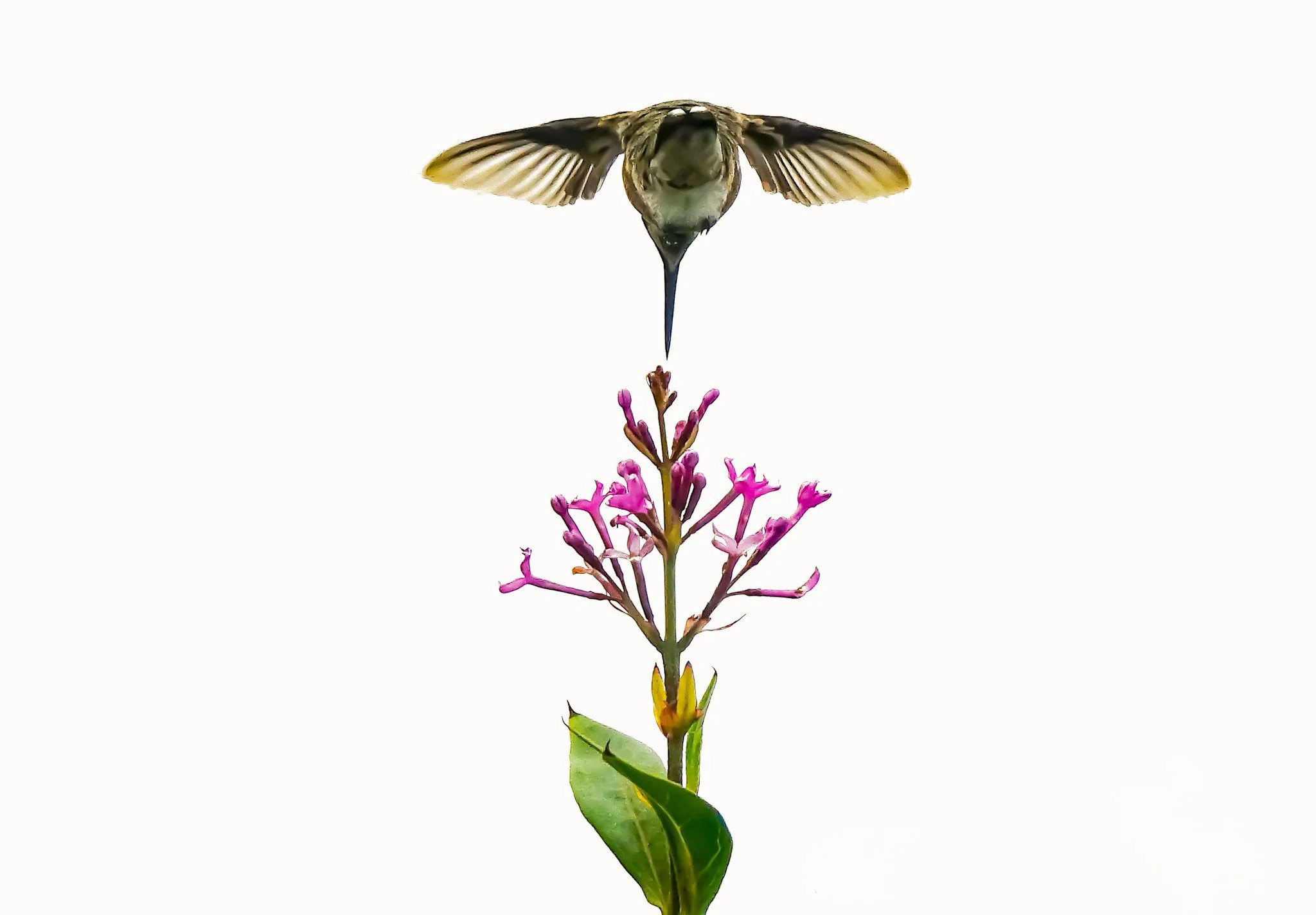Hummingbird