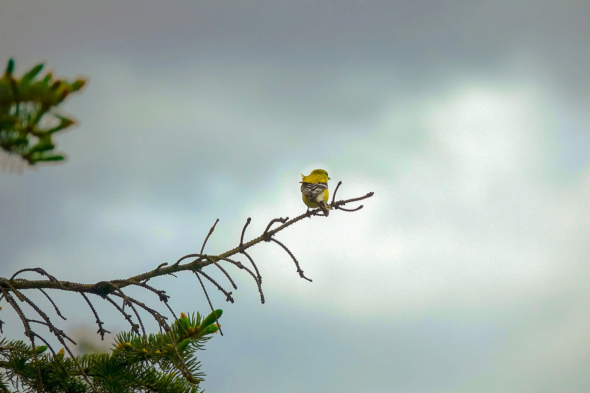 Yellow Bird