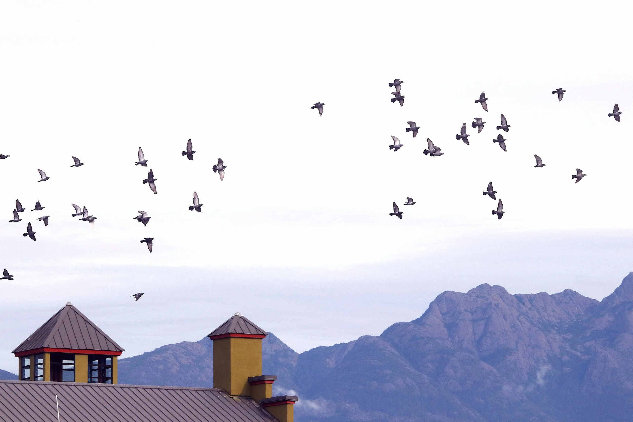 Birds Over Water
