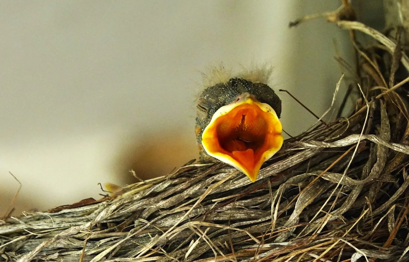 Baby Bird