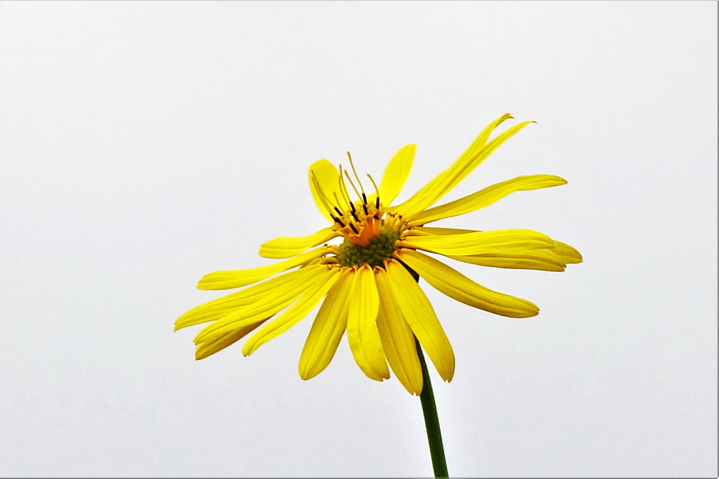 Yellow Flower