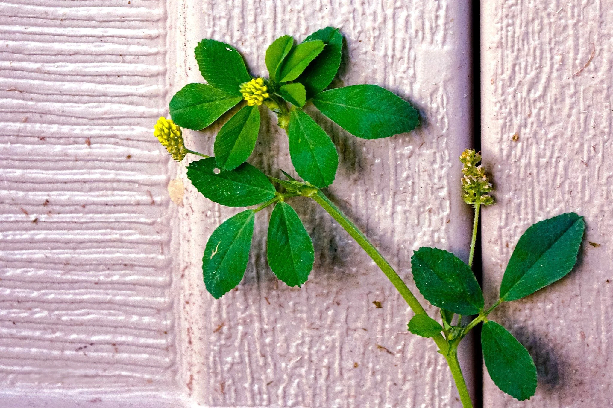 Wall Flower