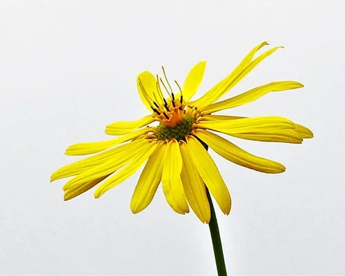 SS-Flower.jpg