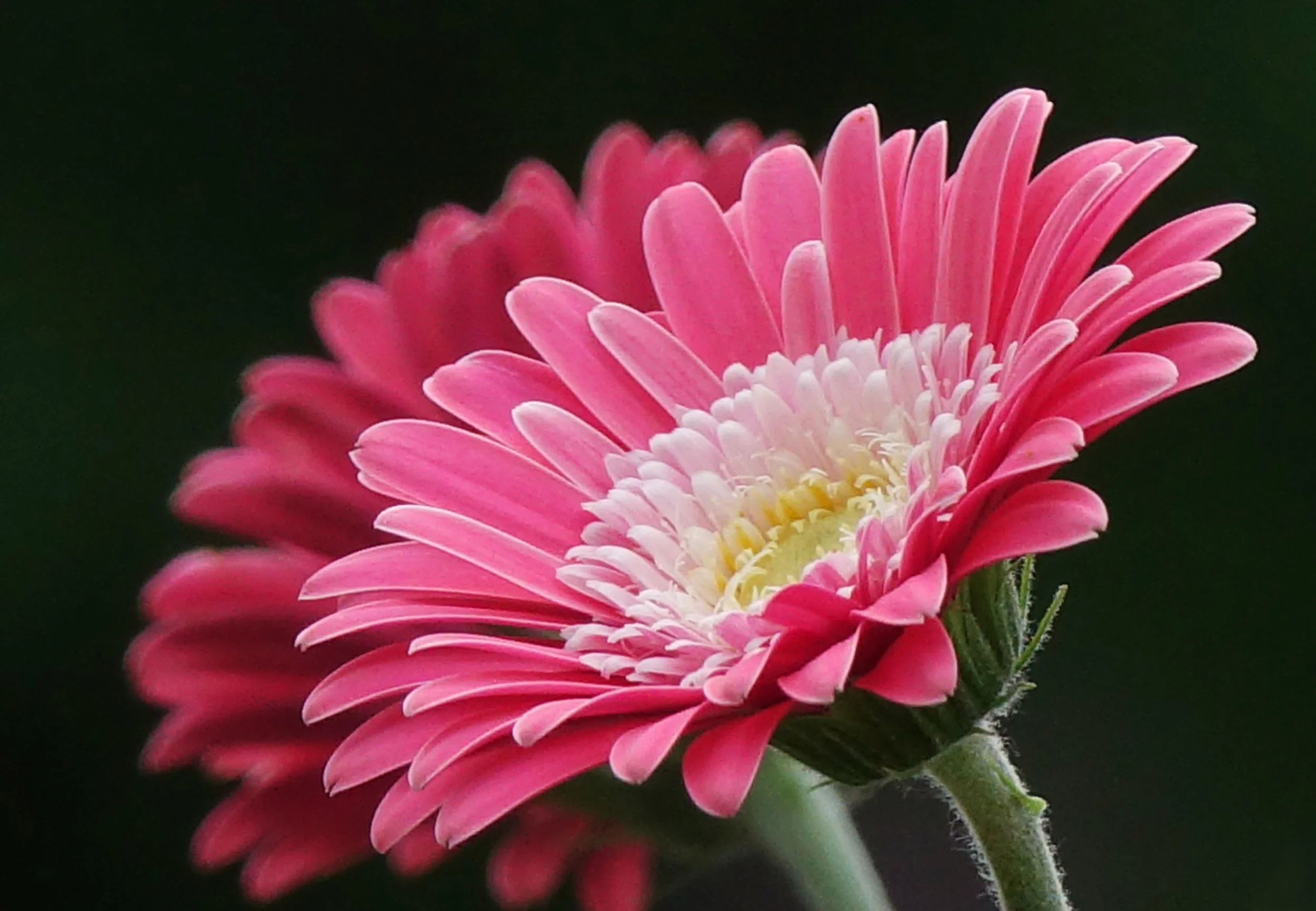Pink Flowers