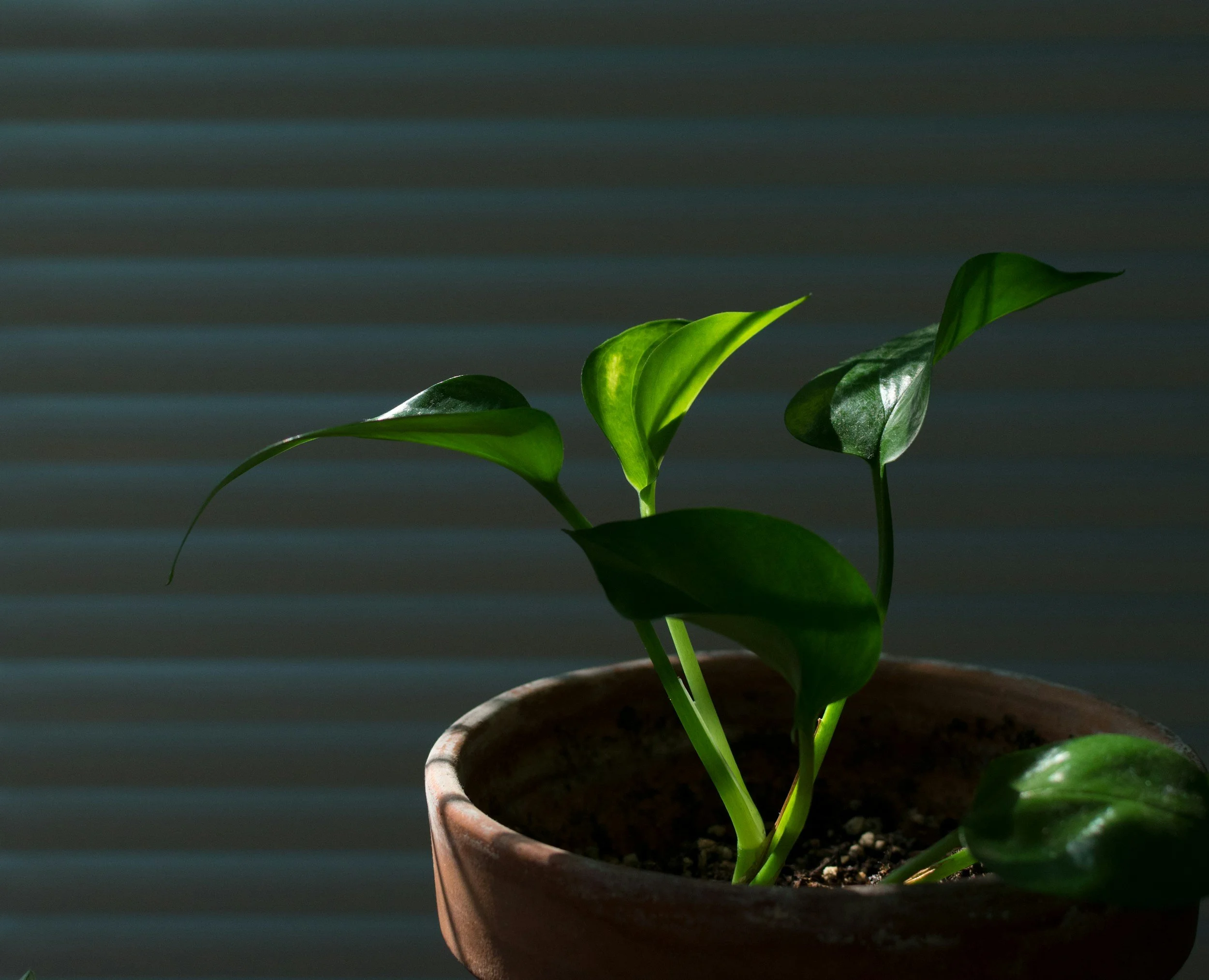 Young green plant in a terracotta pot with a dark background.