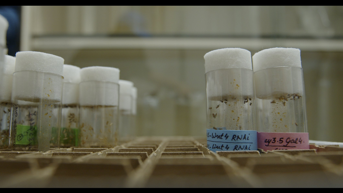 Laboratory vials with white cotton stoppers, labeled with handwritten notes, placed in a cardboard organizer.