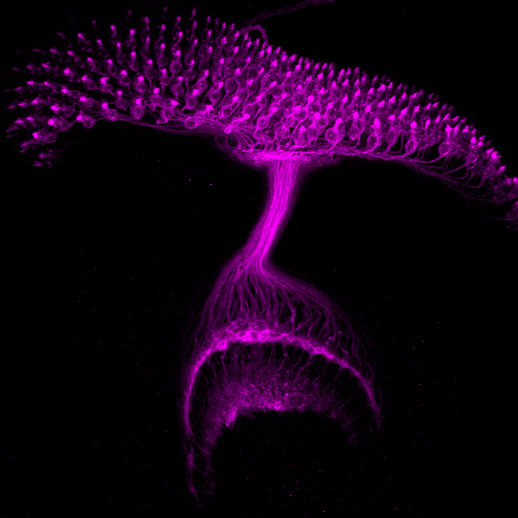 A glowing, purple filamentous structure resembling a tree or plant against a black background.