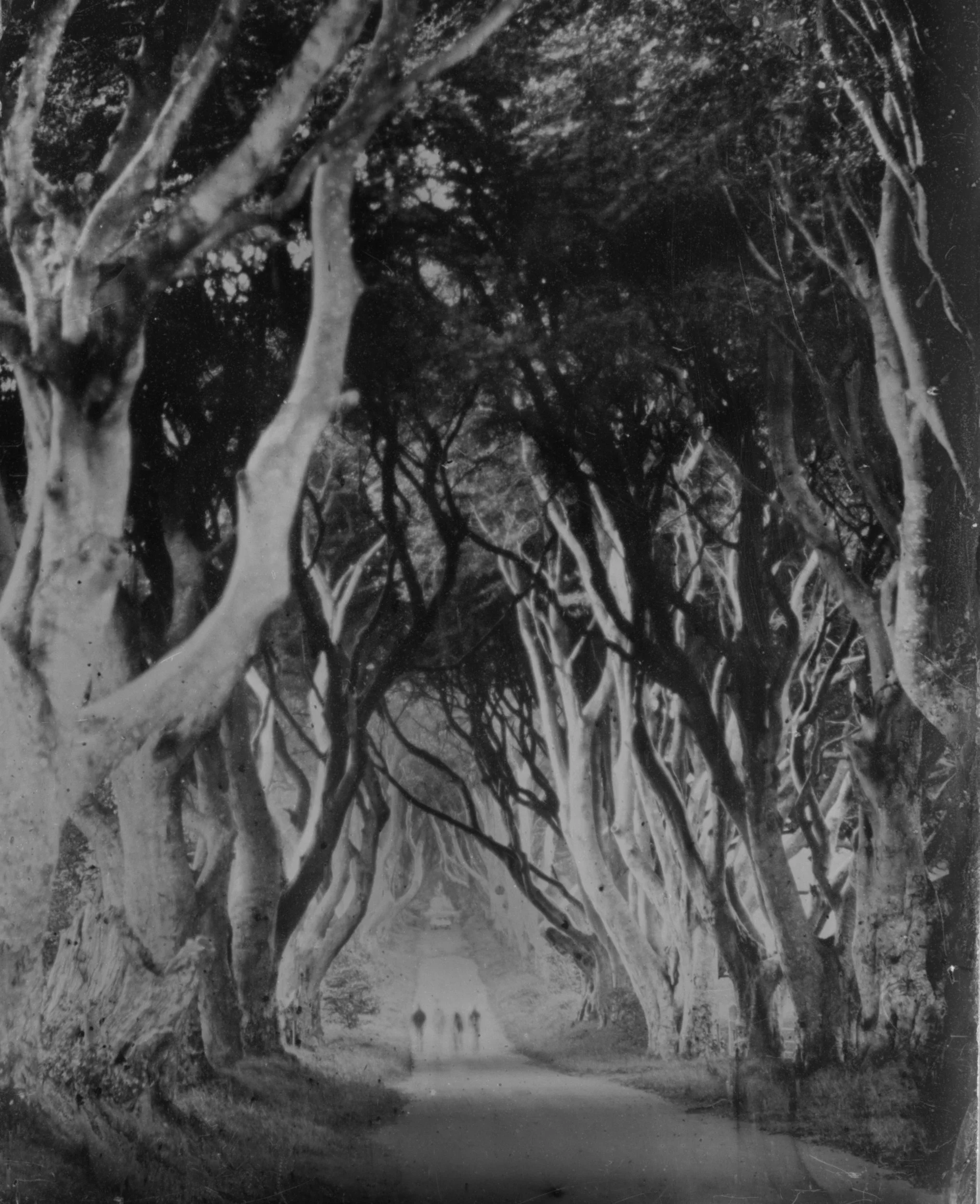 The Dark Hedges, Northern Ireland