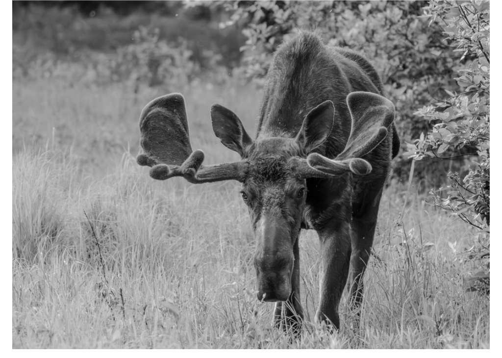 Moose Card E.png