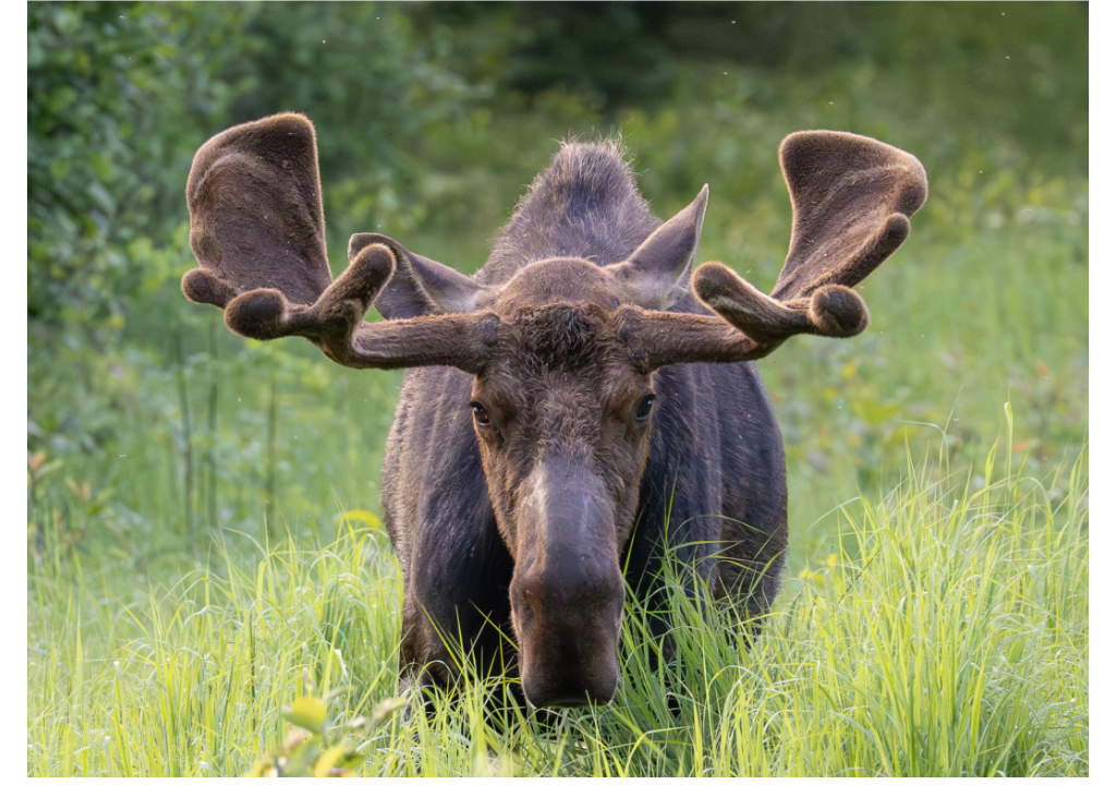Moose Card D.png