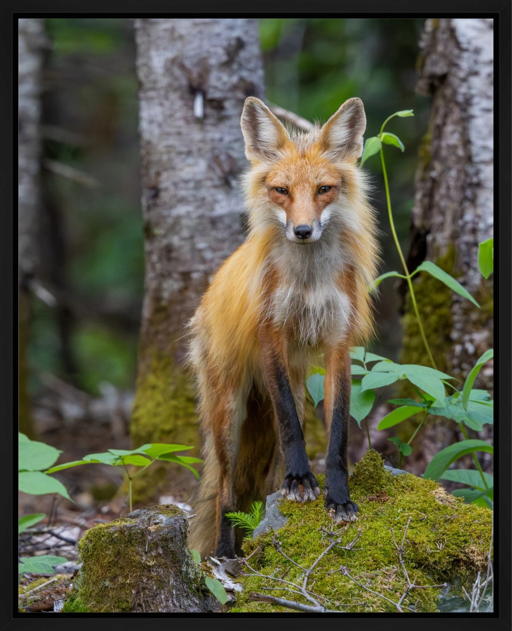 Friendly Fox Gallery Wrap 16x10.jpeg