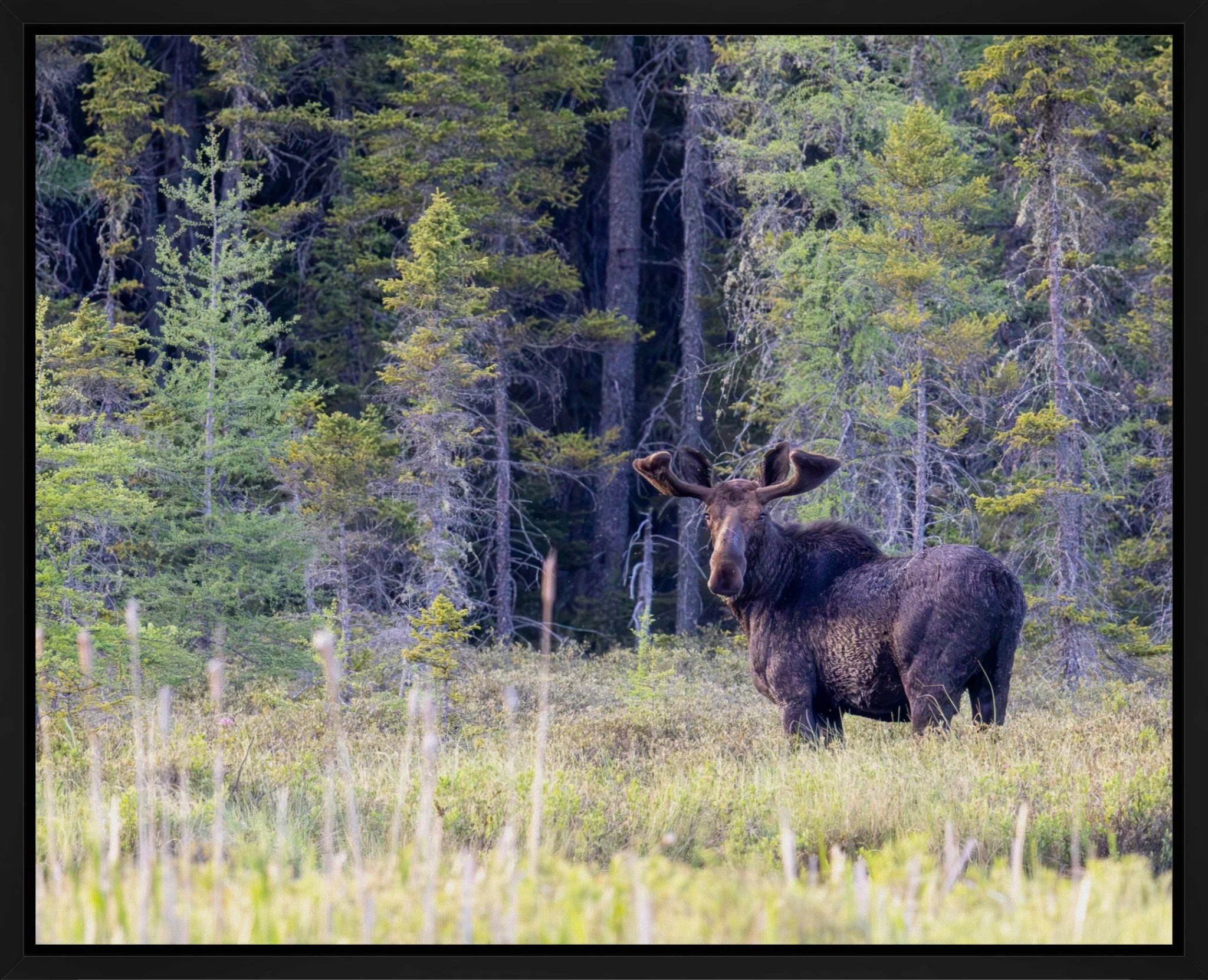 Gunflint Trail Royalty