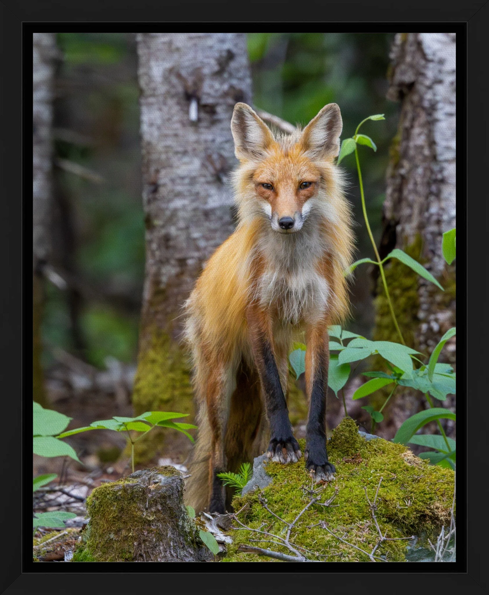 Friendly Fox Gallery Wrap 8x10.jpeg
