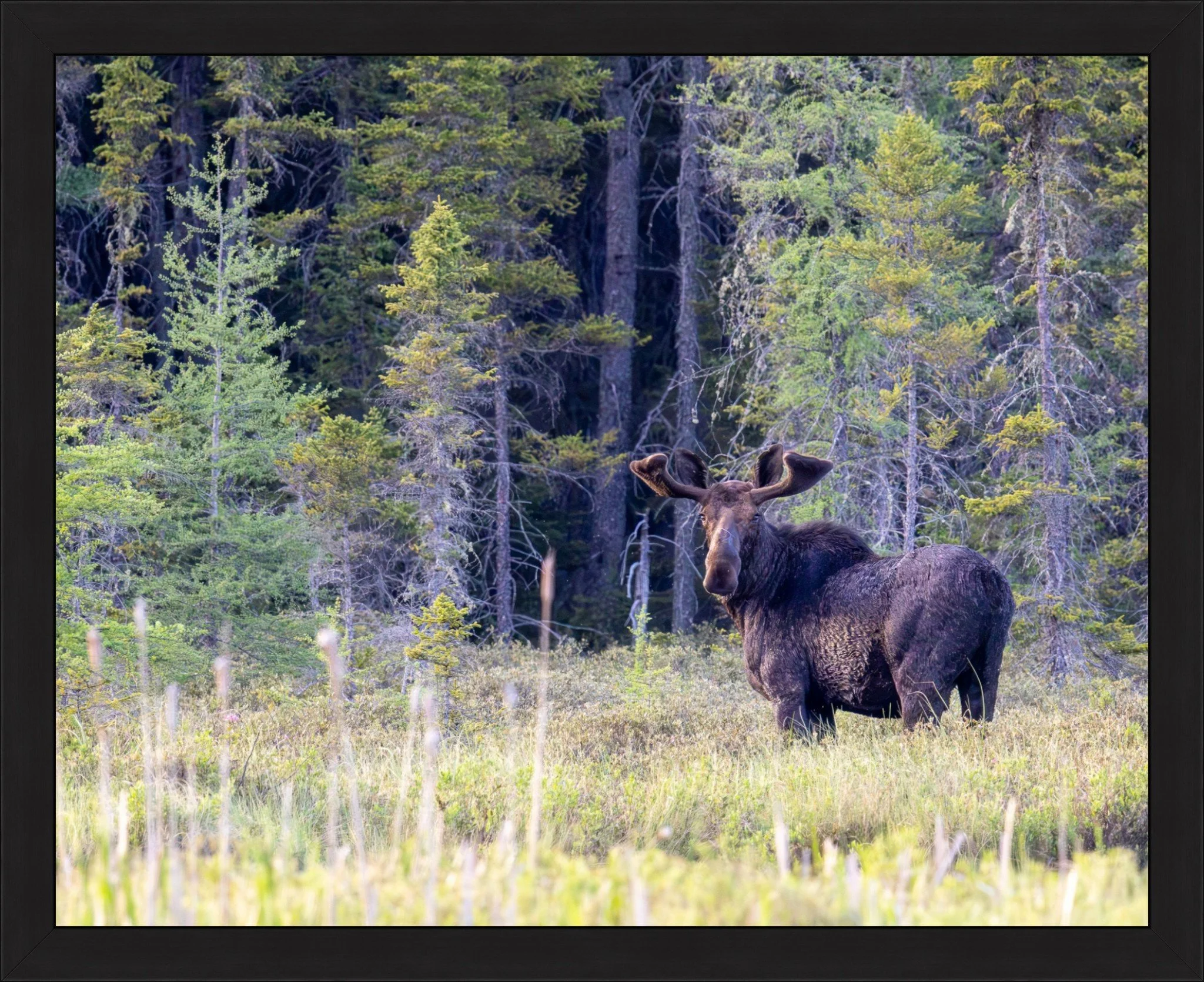 Gunflint Trail Royalty