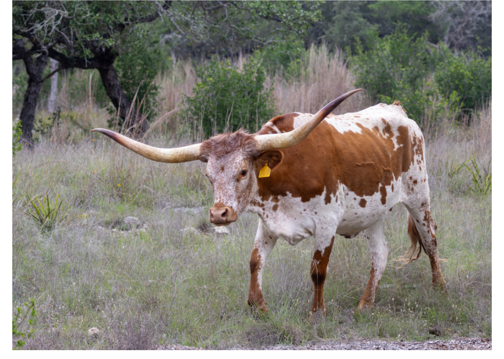 Cow Card D.png