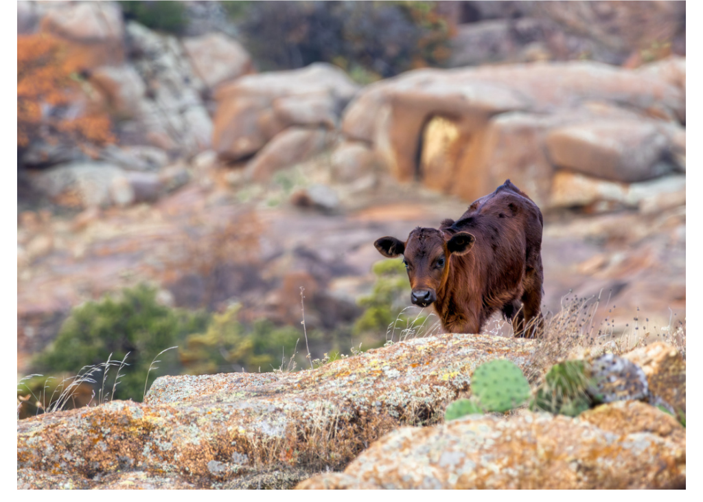 Cow Card B.png