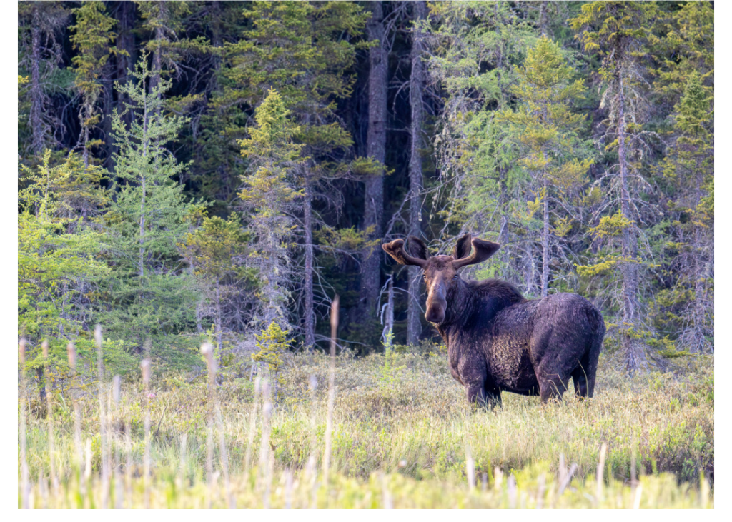 Moose Card C.png