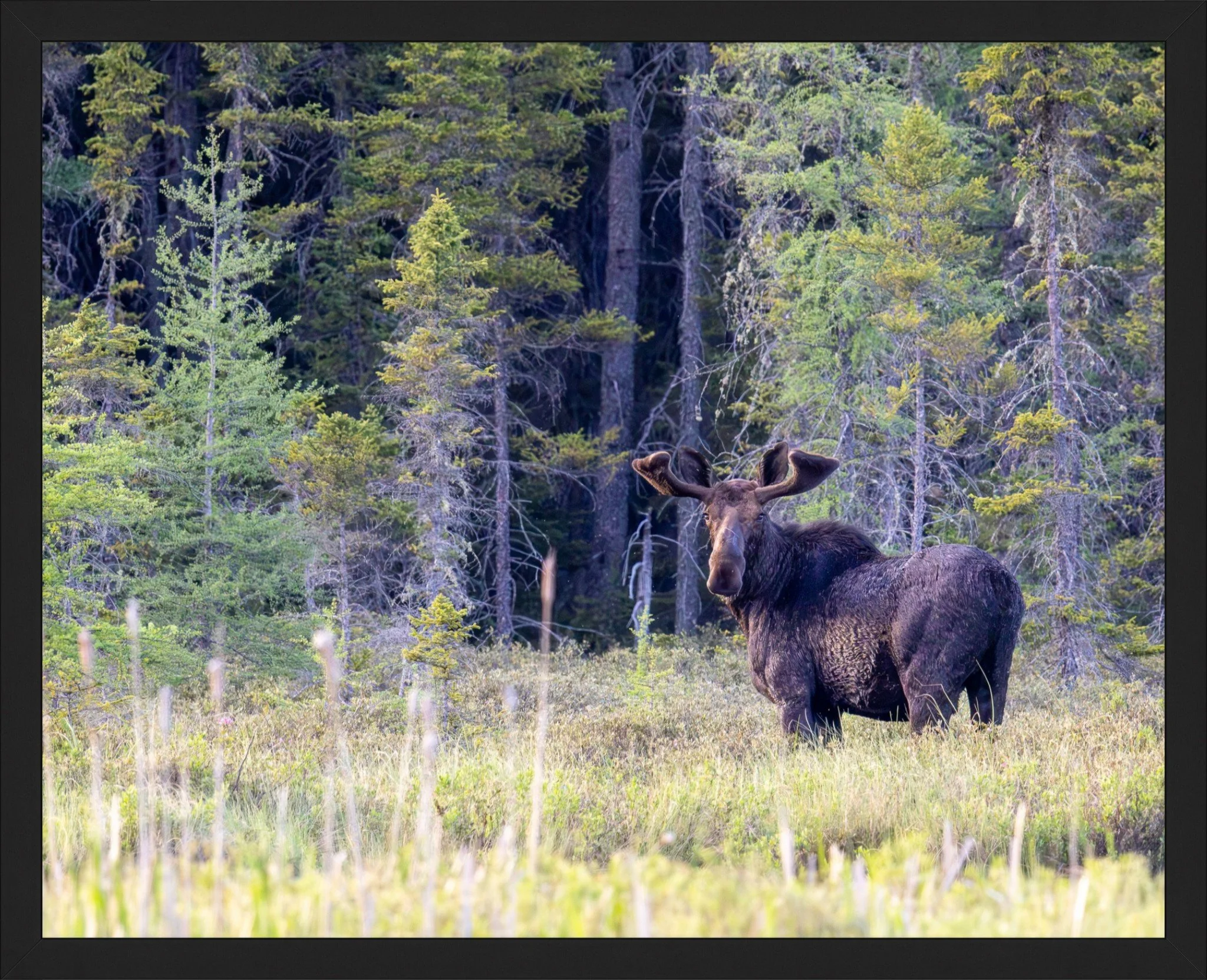 Gunflint Trail Royalty