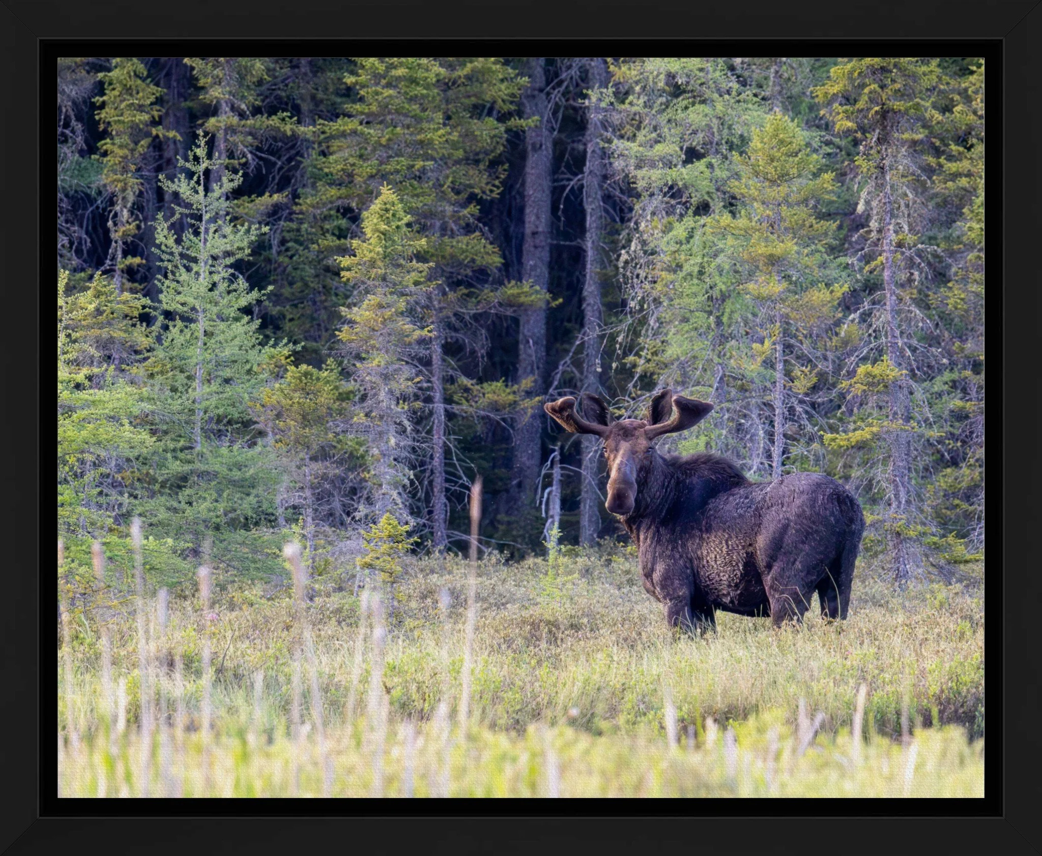 Gunflint Trail Royalty