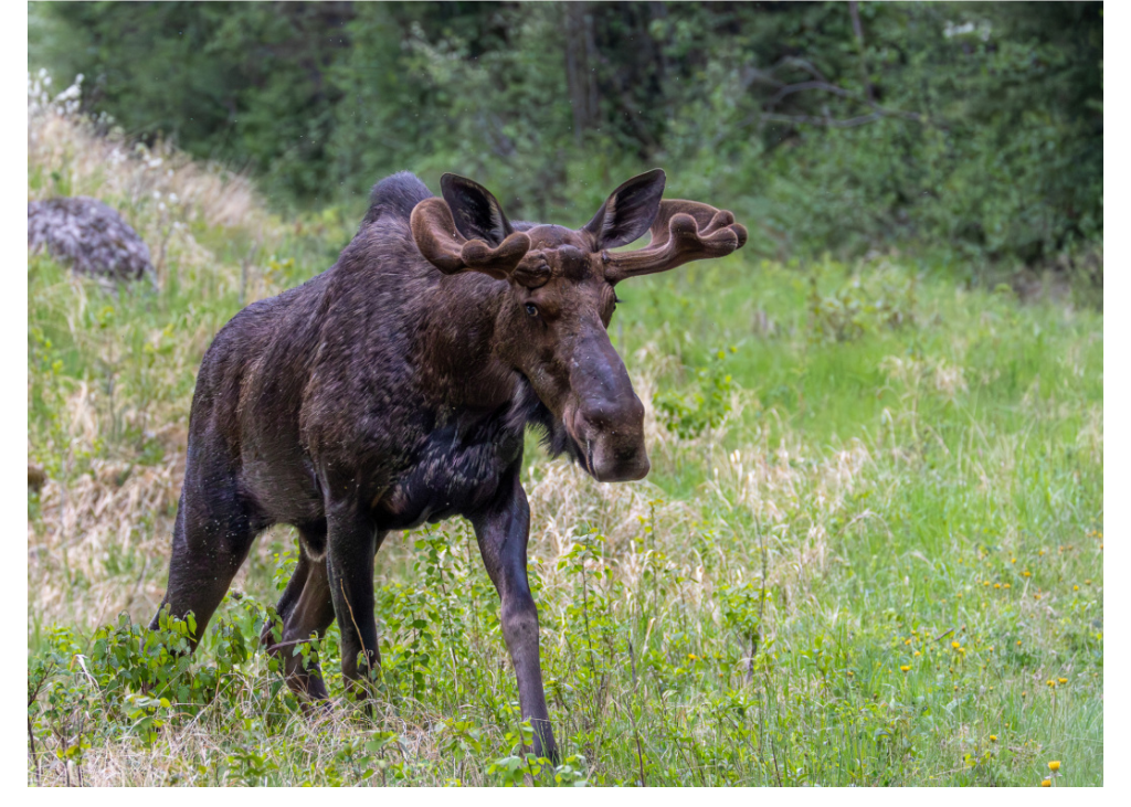 Moose Card A.png