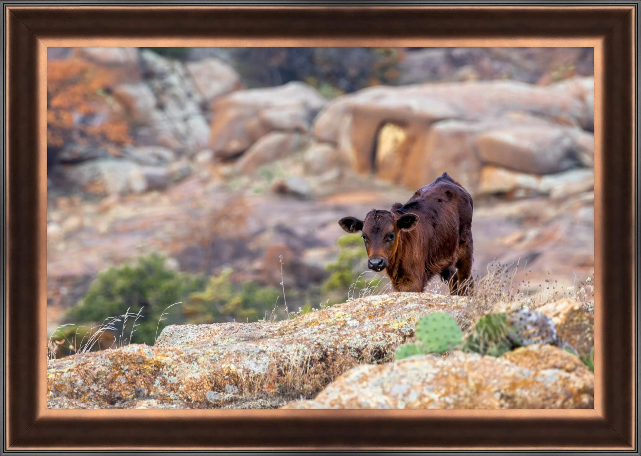 Longhorn Calf Float Print 16x24.jpeg