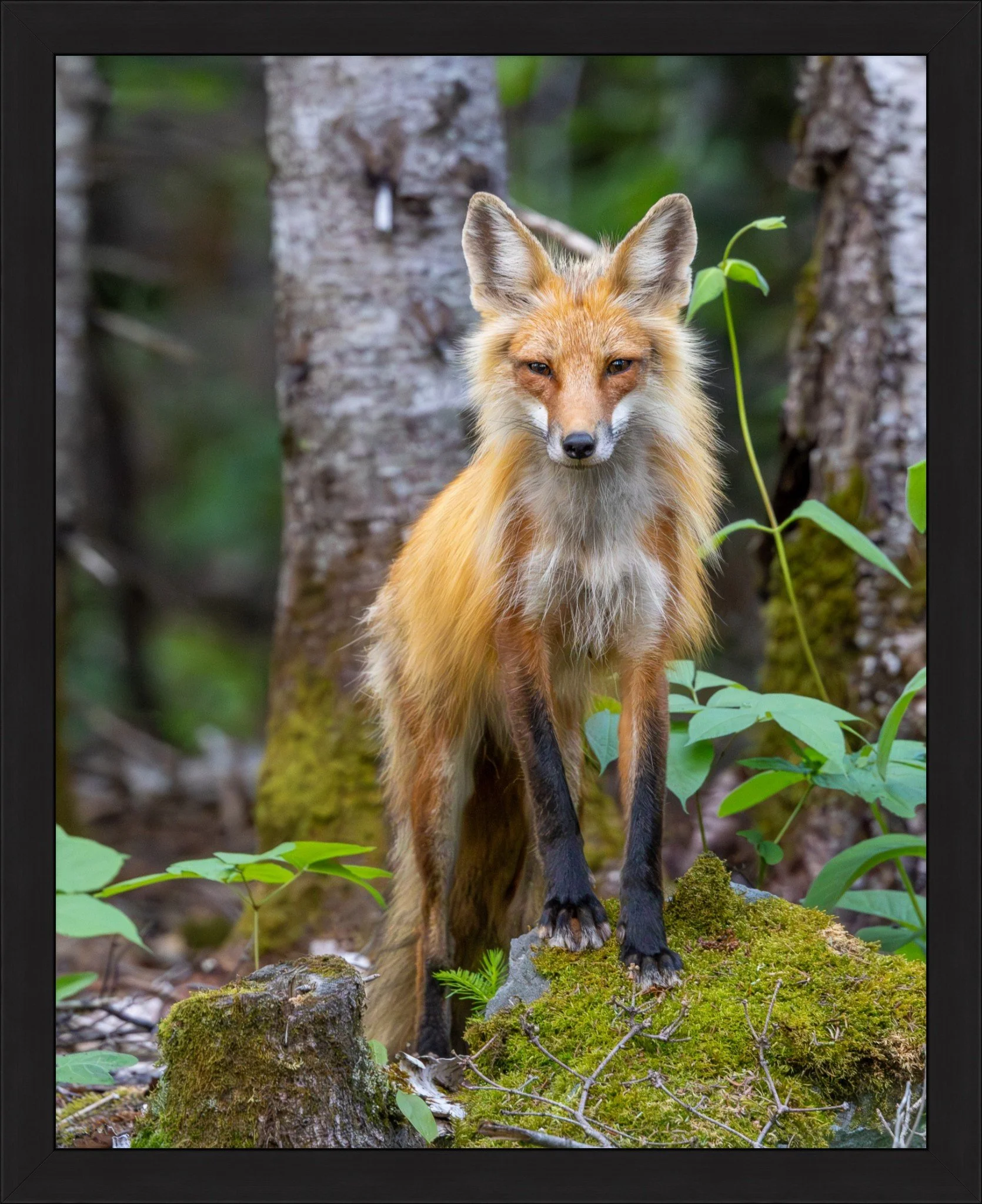 Friendly Fox Print 24x30.jpeg