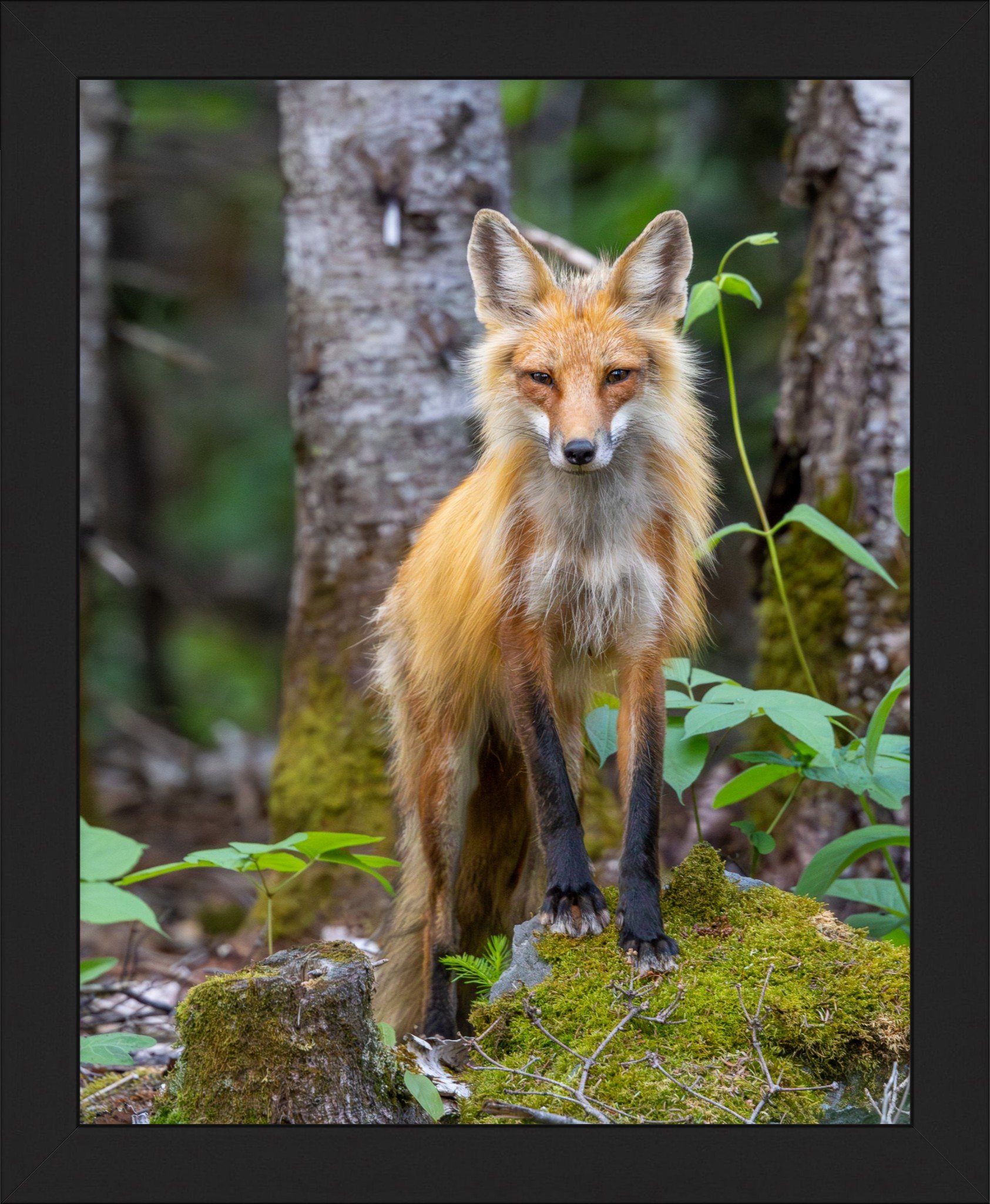 Friendly Fox Print 8x10.jpeg
