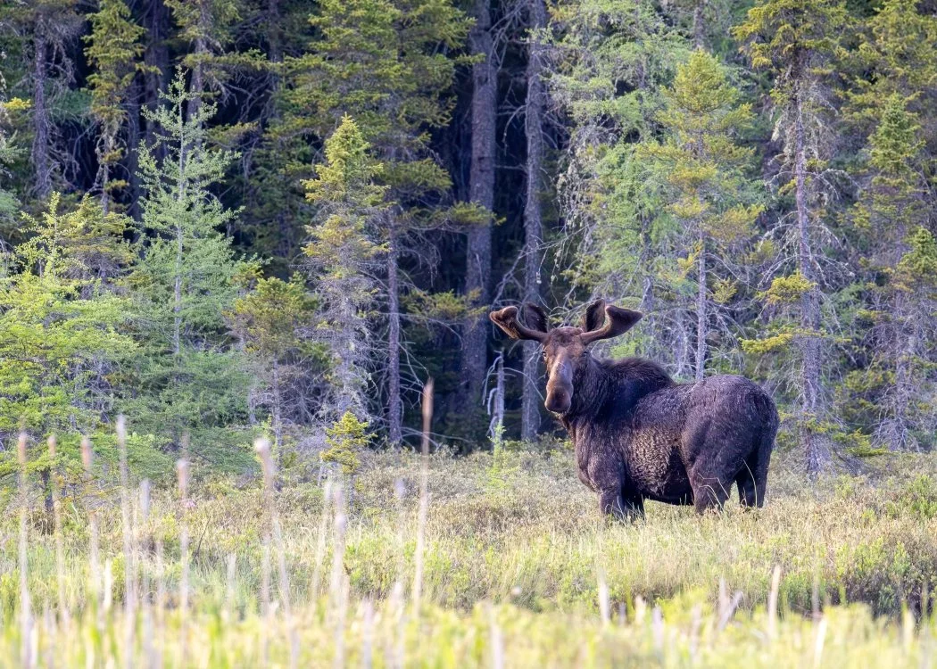 Gunflint Trail Royalty