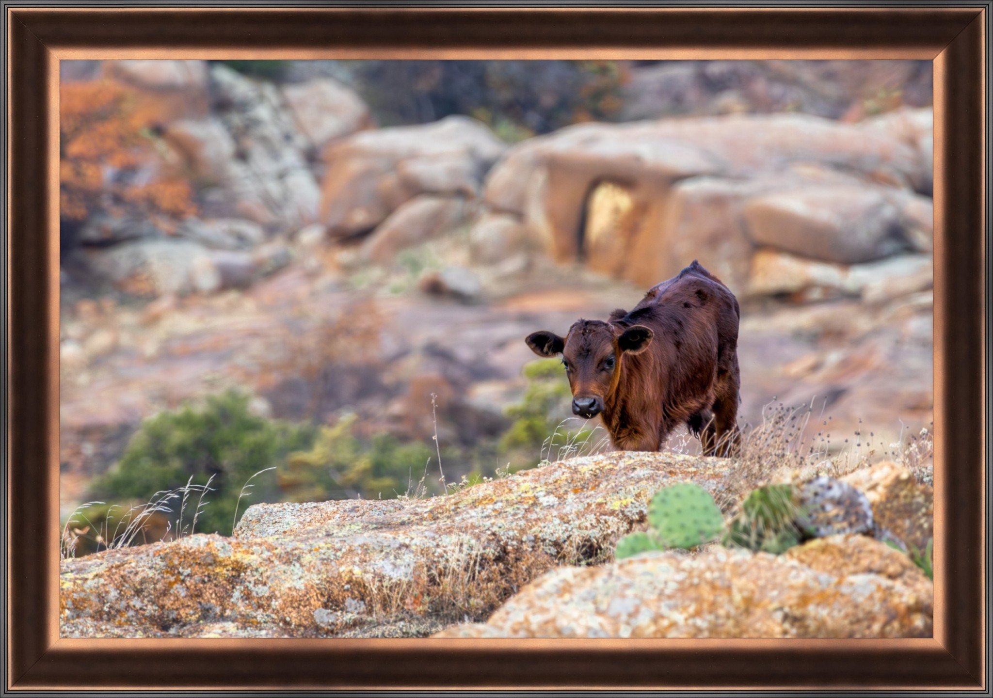 Longhorn Calf Float Print 20x30.jpeg