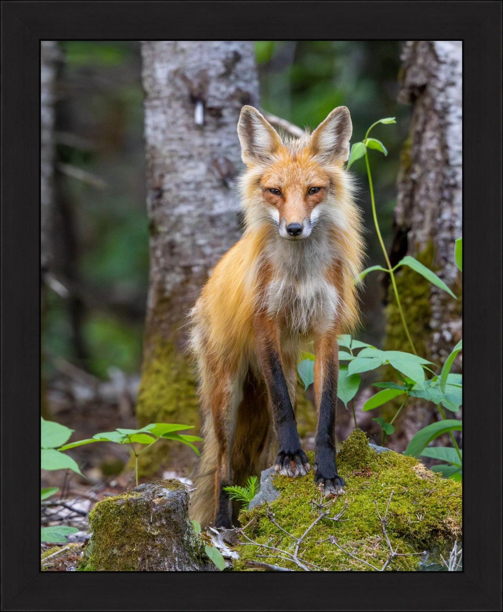 Friendly Fox Print 16x20.jpeg