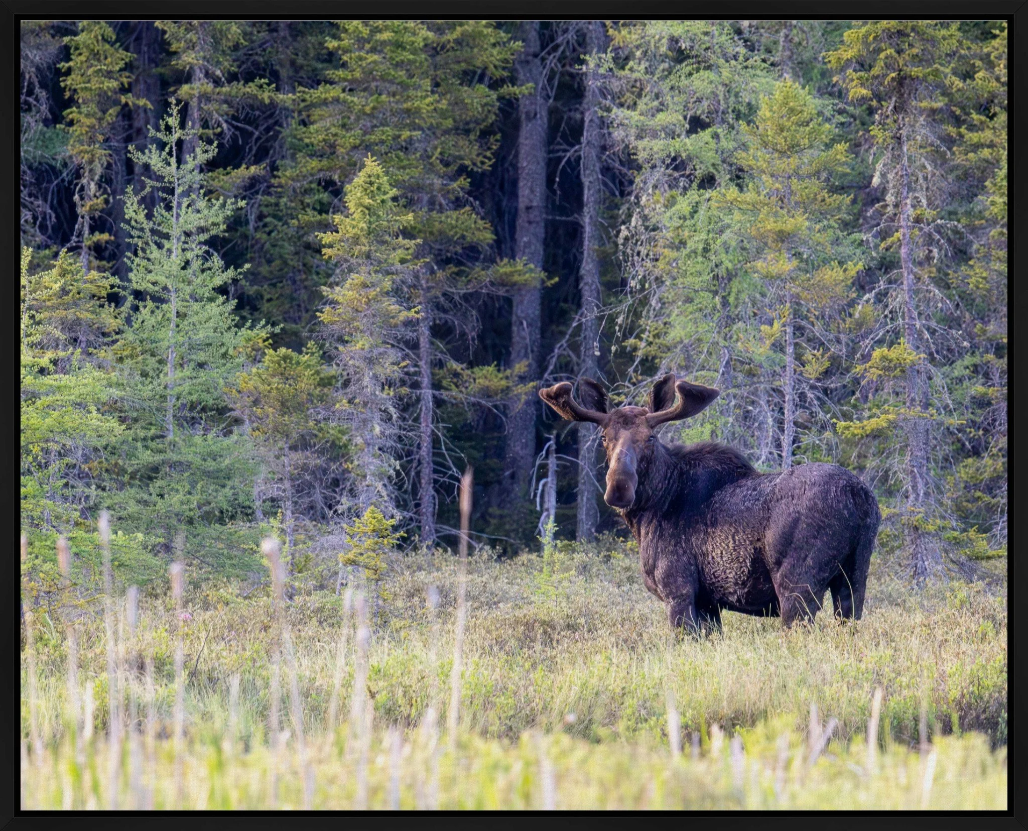 Gunflint Trail Royalty