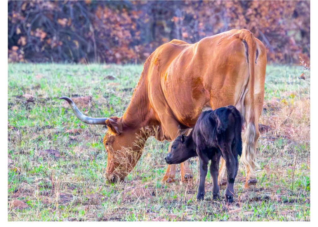 Cow Card E.png