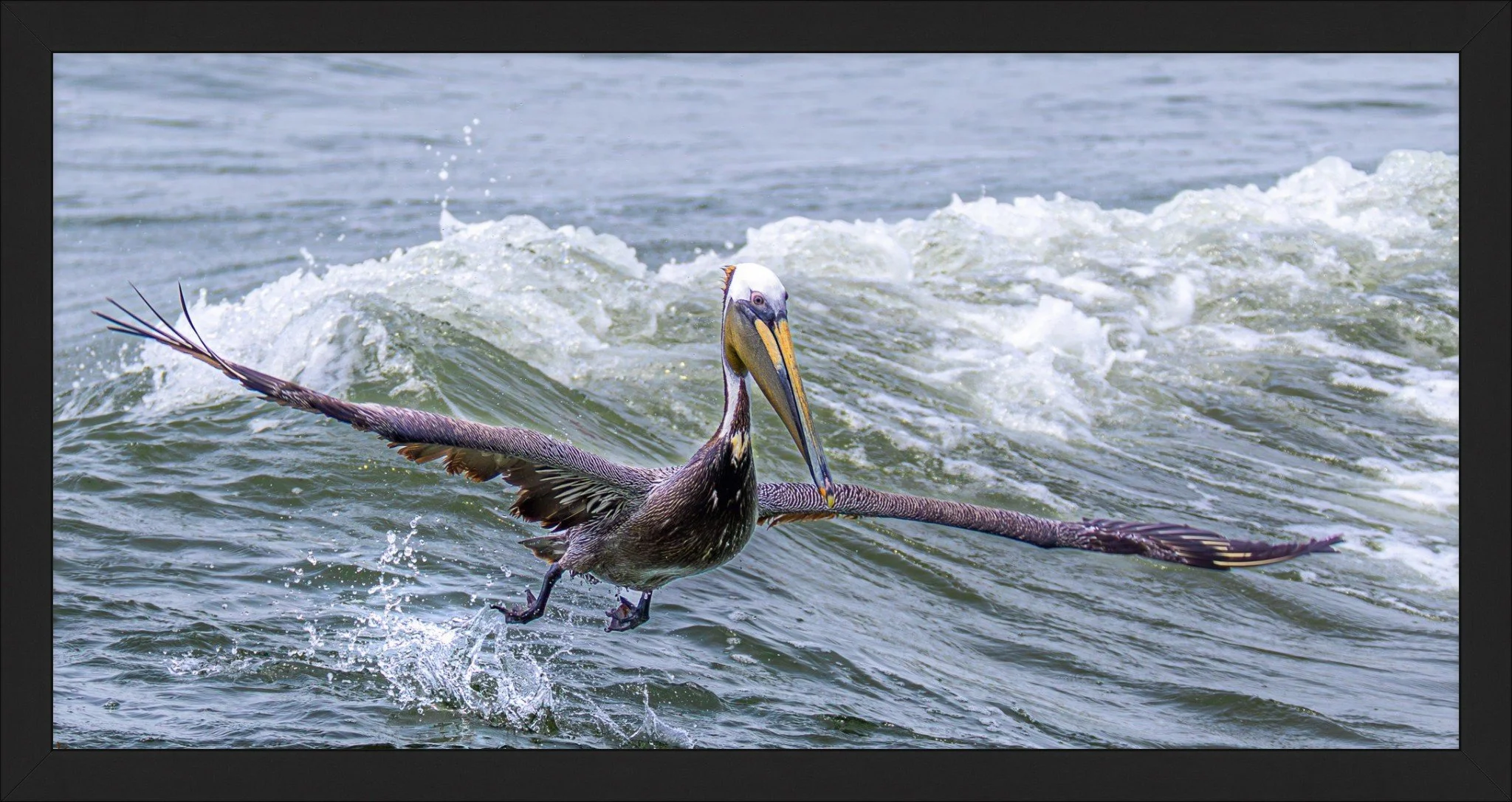 Pelican in Flight Metal Print 10x20.jpeg
