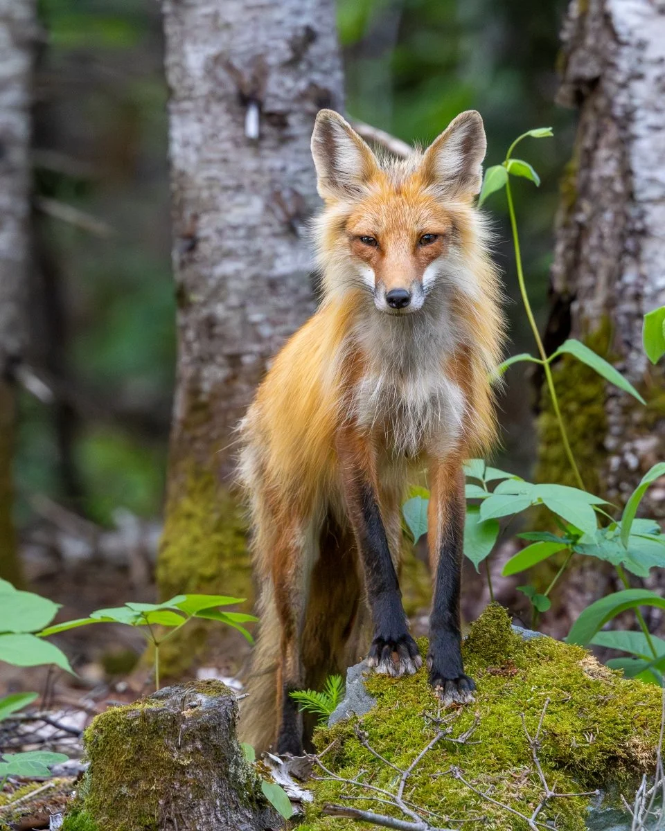 Friendly Fox