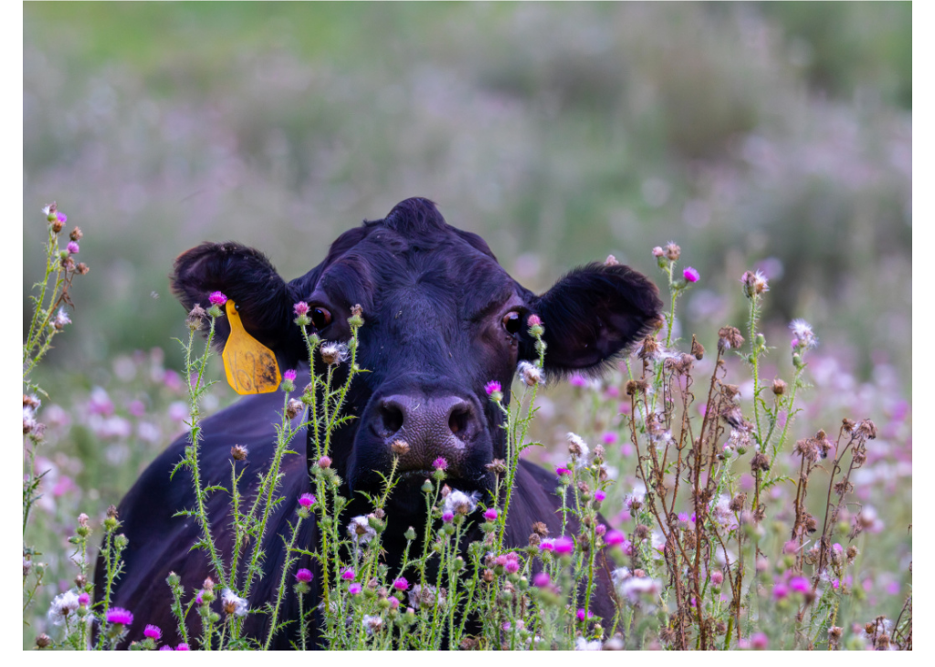 Cow Card C.png