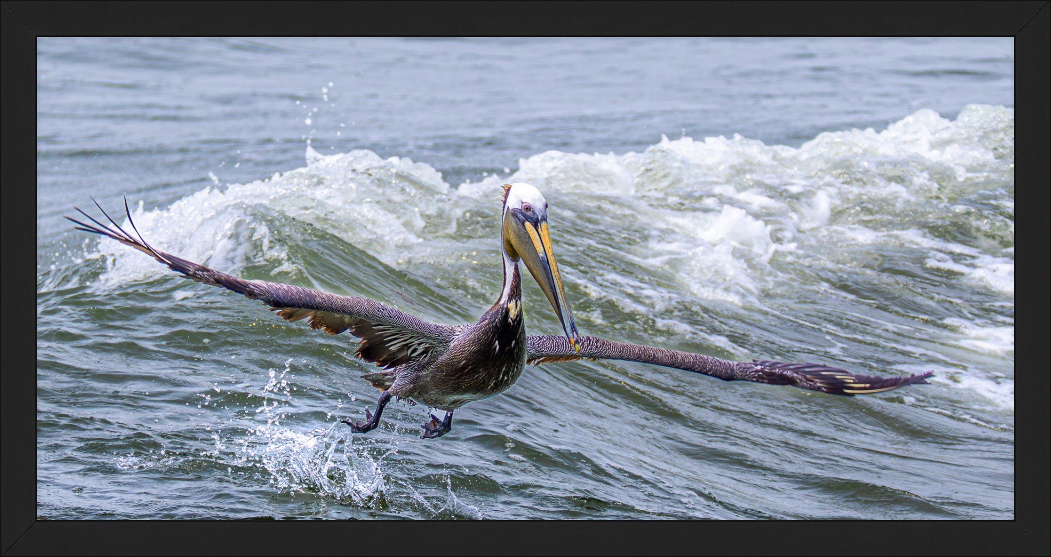 Pelican in Flight Fine Art 10x20.jpeg