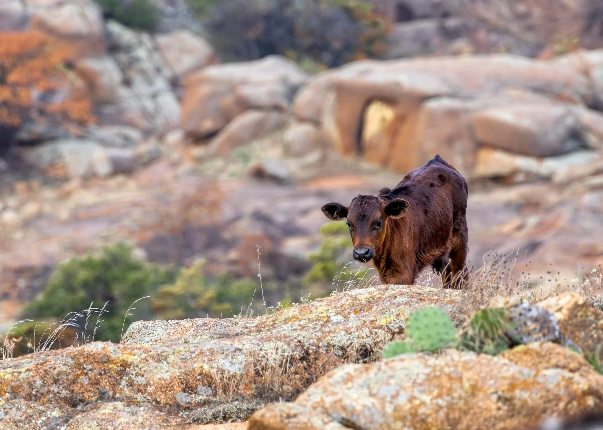 Mini Moo