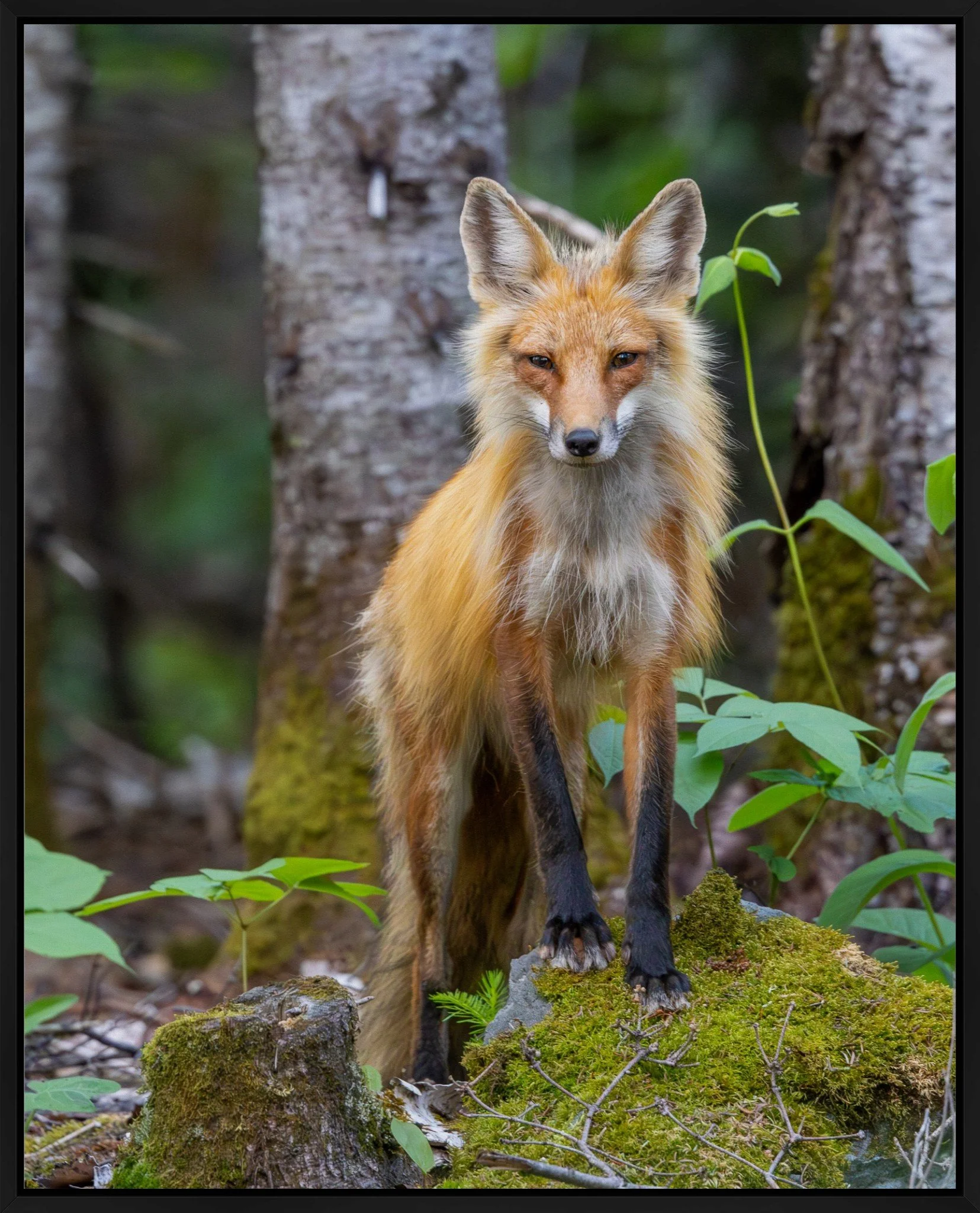 Friendly Fox Gallery Wrap 24x30.jpeg