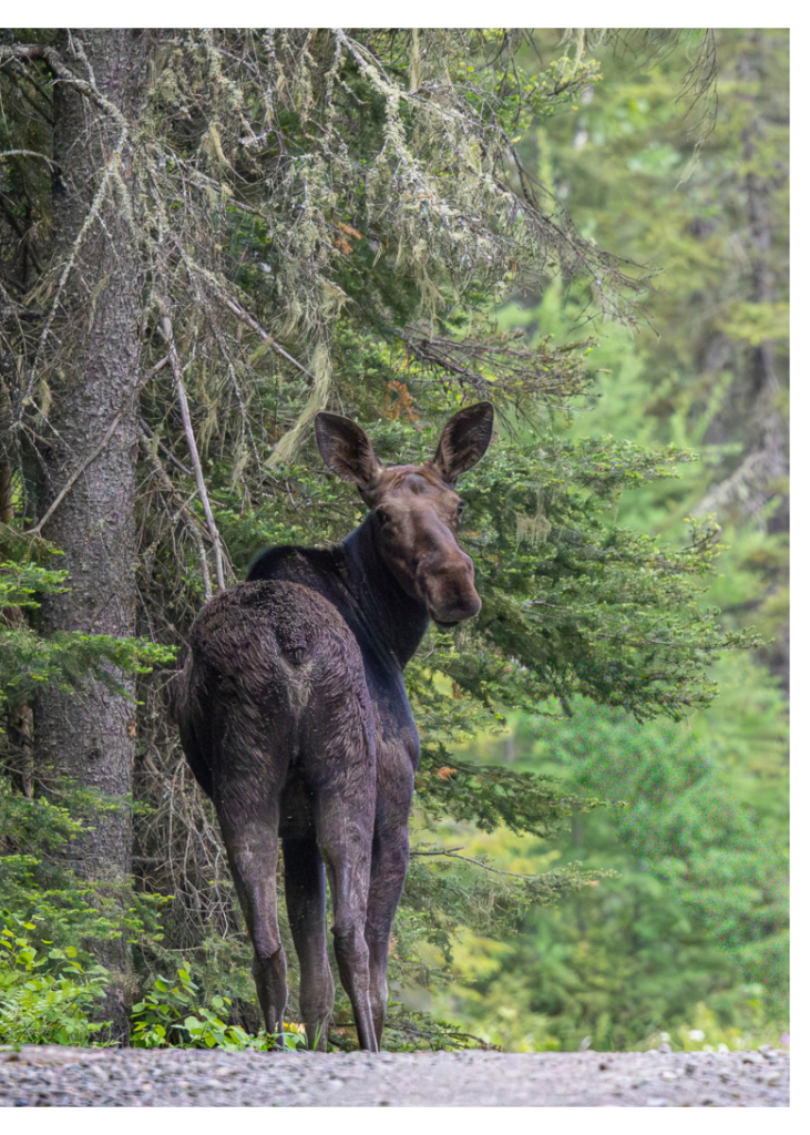 Moose Card B.png
