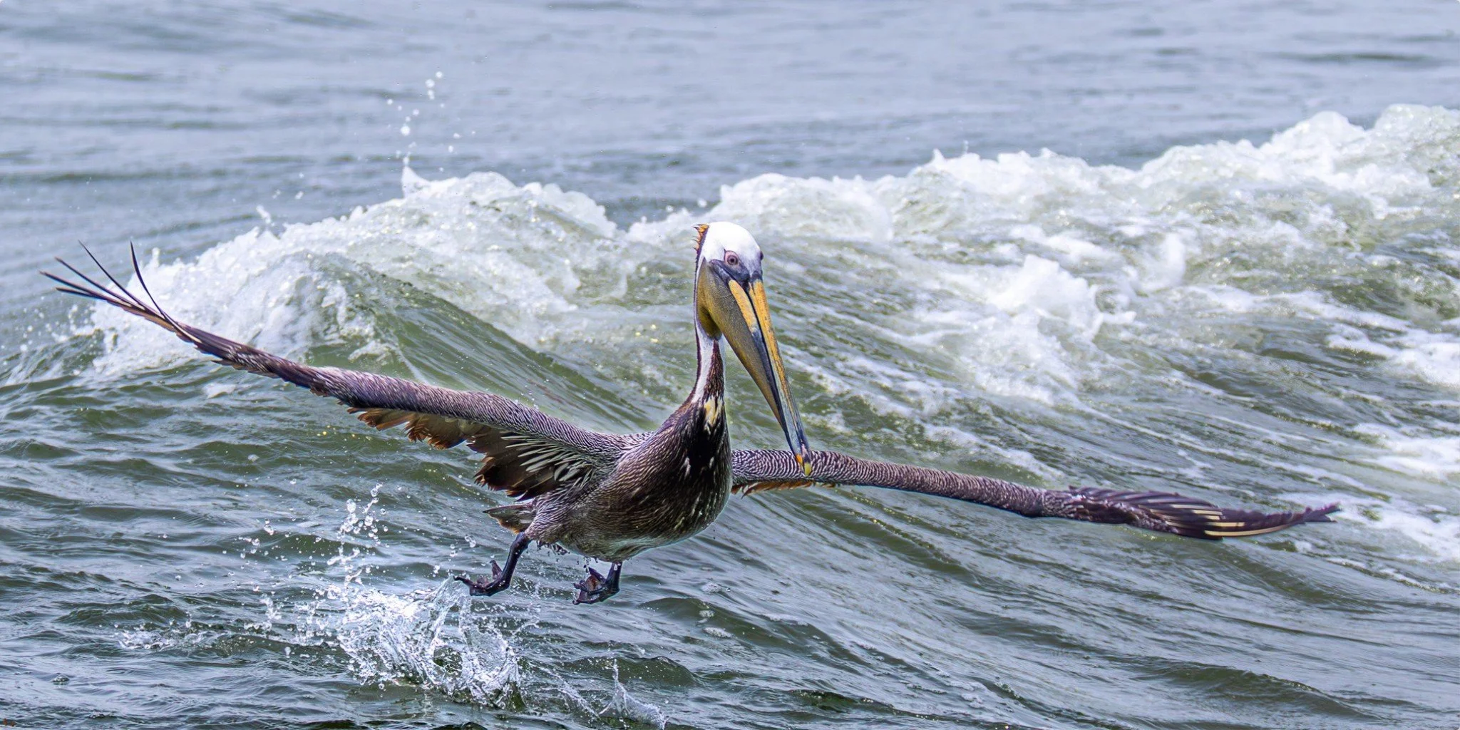 Pelican Fishing