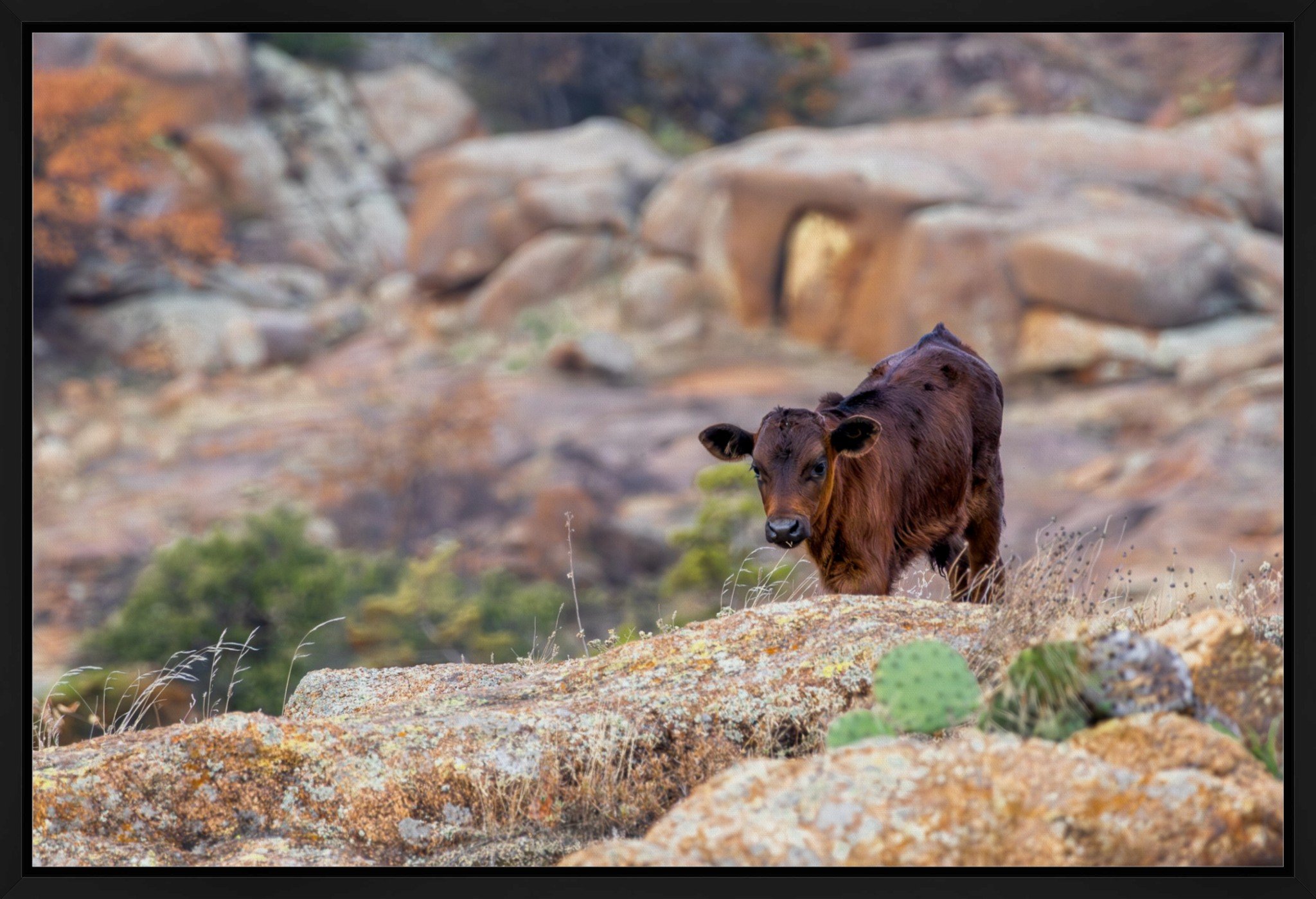 Longhorn Calf Float Frame 16x24.jpeg