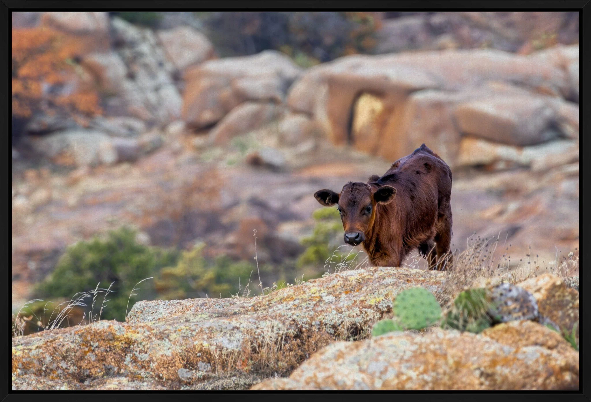 Longhorn Calf Float Frame 20x30.jpeg