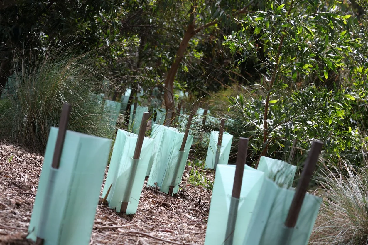 Bulk native planting