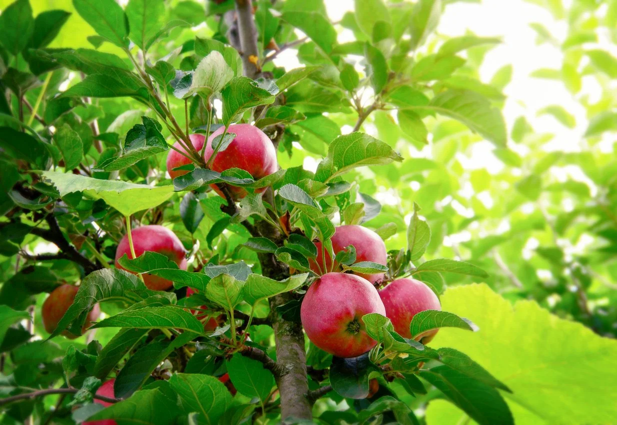 Excellent condition apple tree in a commercial orchard